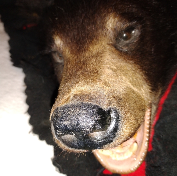 Taxidermy Large Brown Bear Rug, - Picture 13 of 16